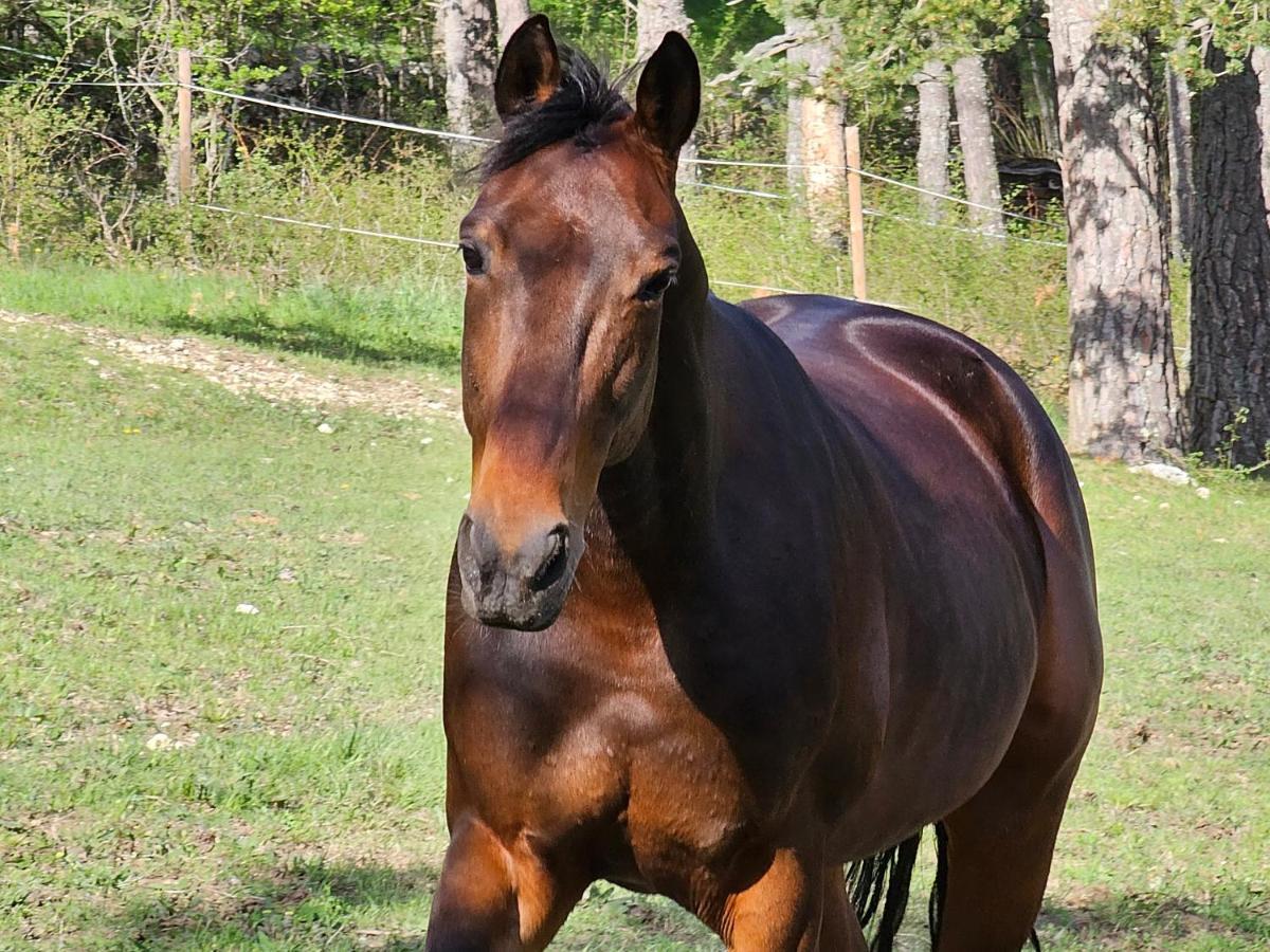 Willa Haras De Séranon Zewnętrze zdjęcie
